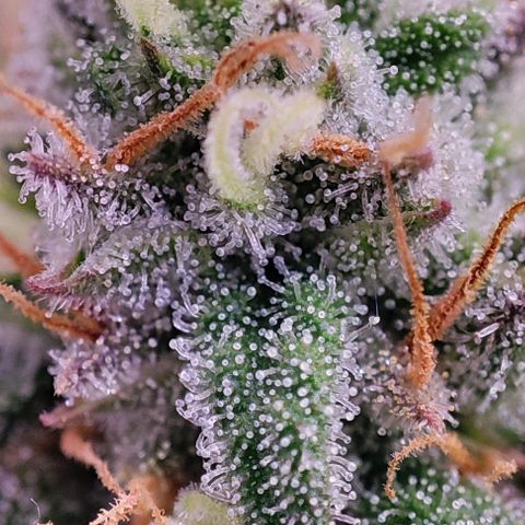 Sensi Purple Kush #1 growlog timeline photo