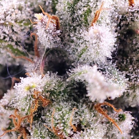 Dos Si Dos 33 #2 growlog timeline photo