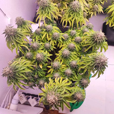Dos Si Dos 33 #2 growlog timeline photo