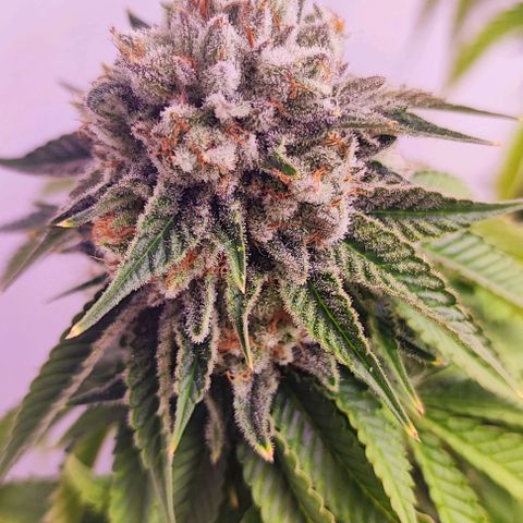 Dos Si Dos 33 #2 growlog timeline photo