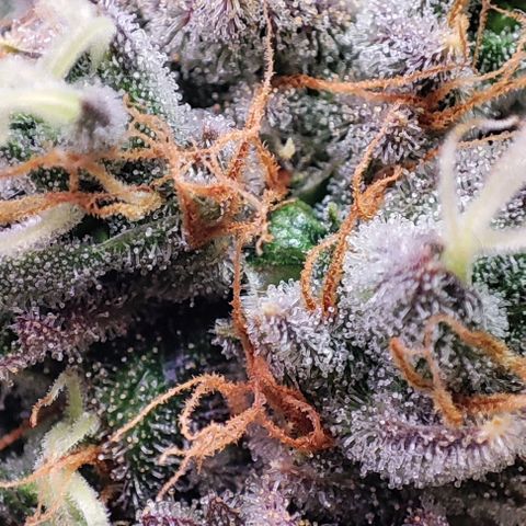 Gorilla Girl #1 growlog timeline photo
