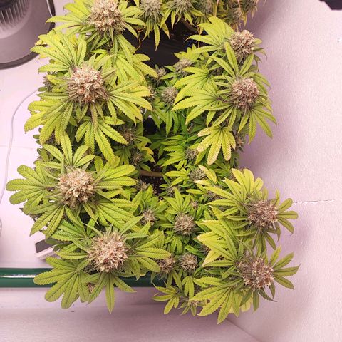 Gorilla Girl #1 growlog timeline photo