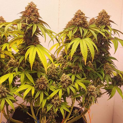 Gorilla Girl #1 growlog timeline photo