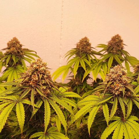 Gorilla Girl #1 growlog timeline photo