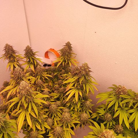 Sensi Purple Kush #1 growlog timeline photo