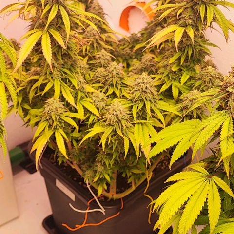 Sensi Purple Kush #1 growlog timeline photo