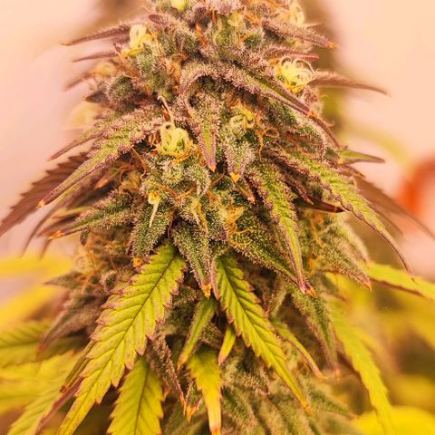 Sensi Purple Kush #1 growlog timeline photo