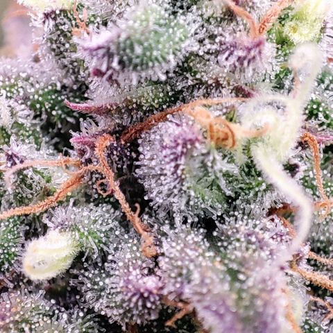 Sensi Purple Kush #1 growlog timeline photo