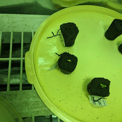 Dick growlog timeline photo