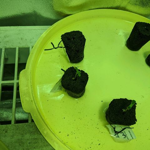 Dick growlog timeline photo