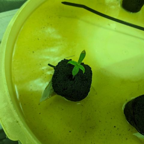 Dick growlog timeline photo