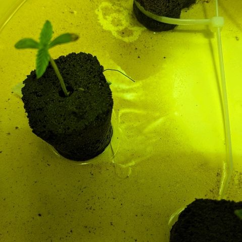 Dick growlog timeline photo