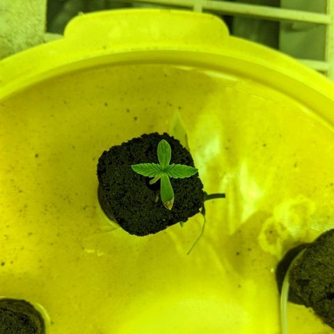 Dick growlog timeline photo