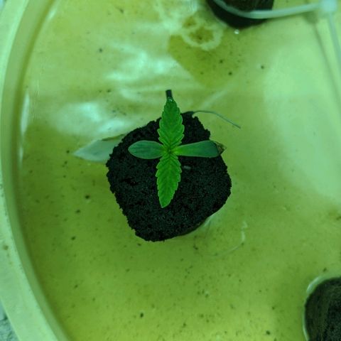Dick growlog timeline photo