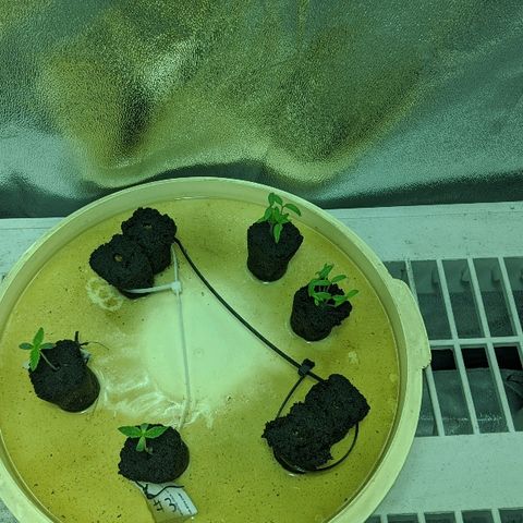 Dick growlog timeline photo