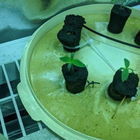 Dick growlog timeline photo