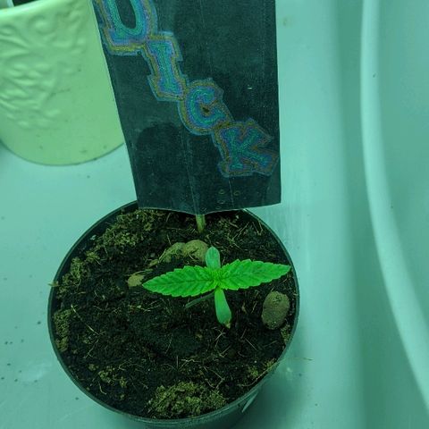 Dick growlog timeline photo
