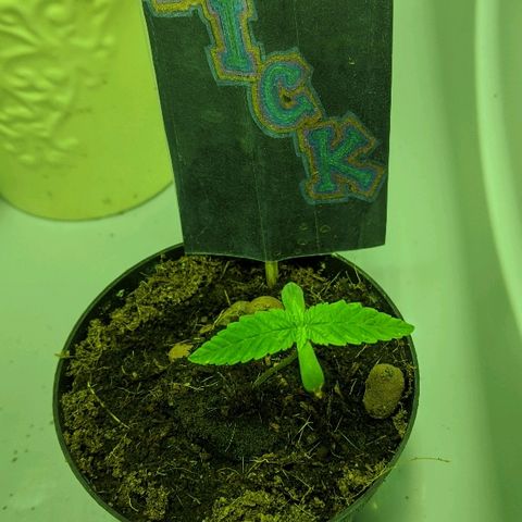 Dick growlog timeline photo
