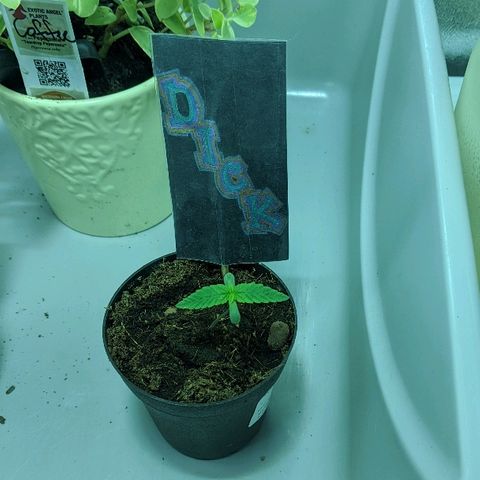Dick growlog timeline photo
