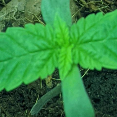 Dick growlog timeline photo