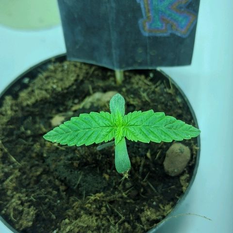 Dick growlog timeline photo