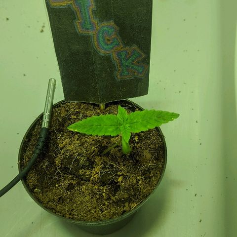 Dick growlog timeline photo