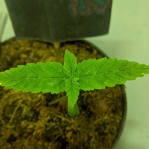 Dick growlog timeline photo