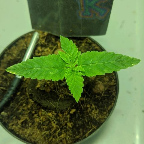 Dick growlog timeline photo