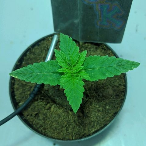 Dick growlog timeline photo