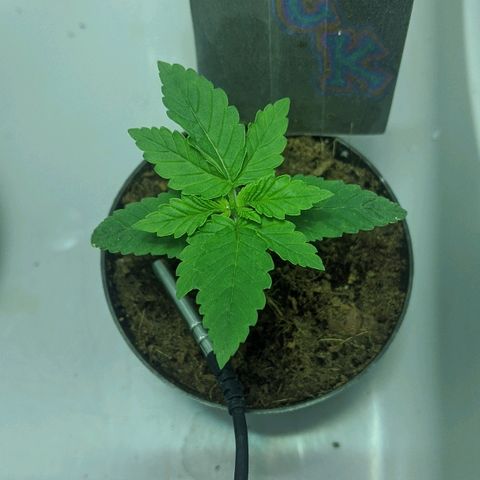 Dick growlog timeline photo
