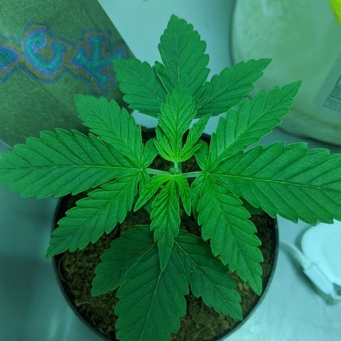 Dick growlog timeline photo