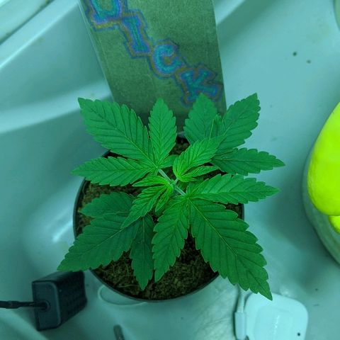 Dick growlog timeline photo