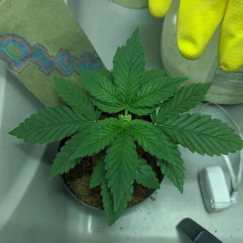 Dick growlog timeline photo