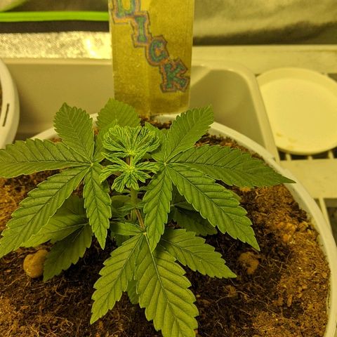 Dick growlog timeline photo