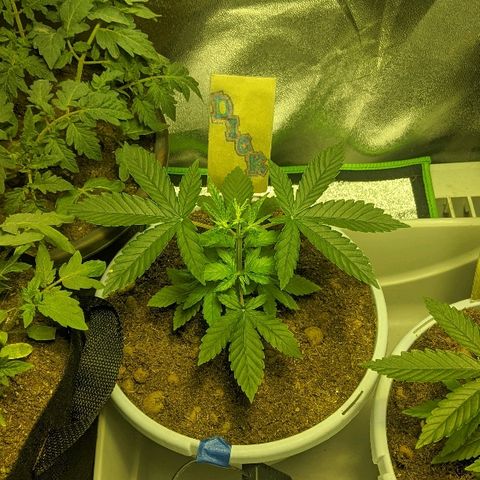 Dick growlog timeline photo