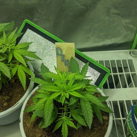 Dick growlog timeline photo
