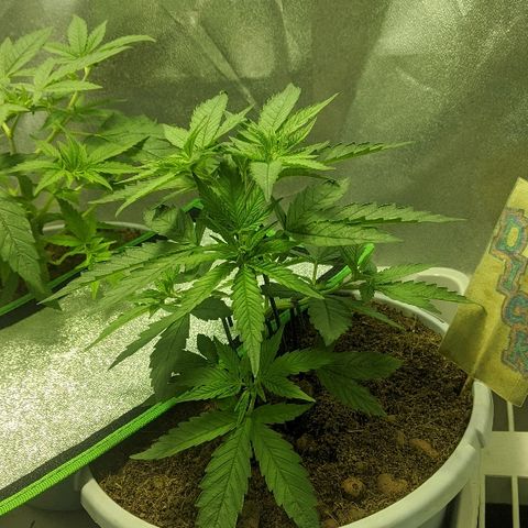 Dick growlog timeline photo