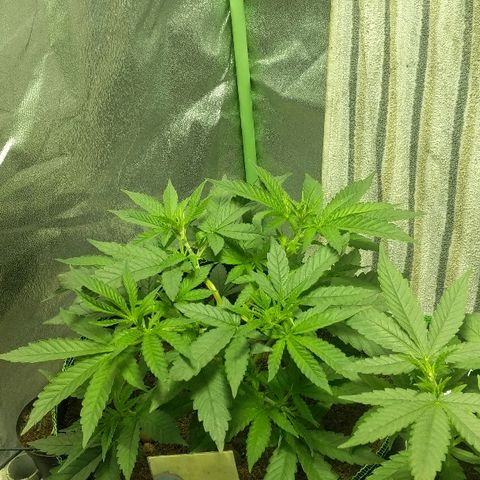 Dick growlog timeline photo