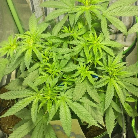 Dick growlog timeline photo