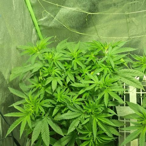 Dick growlog timeline photo
