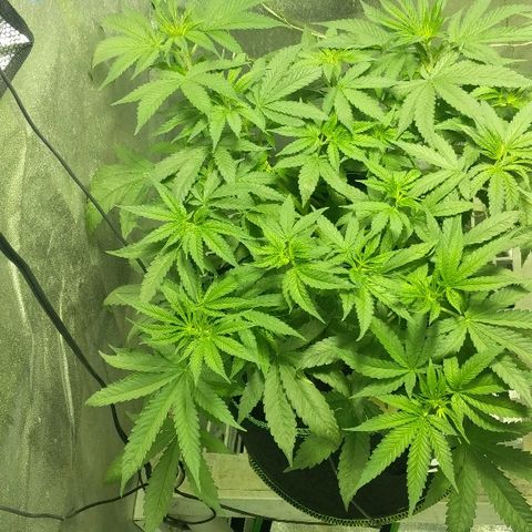 Dick growlog timeline photo