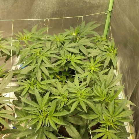 Dick growlog timeline photo