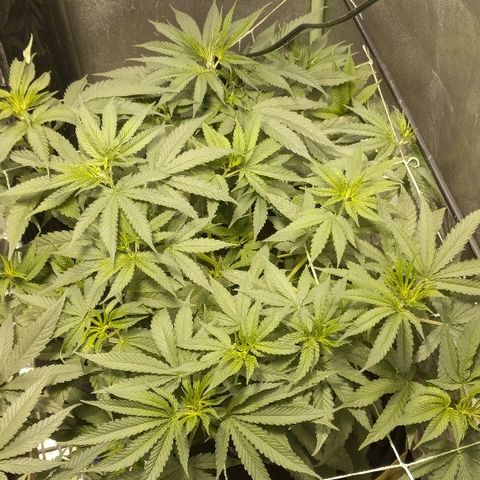 Dick growlog timeline photo