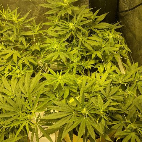 Dick growlog timeline photo