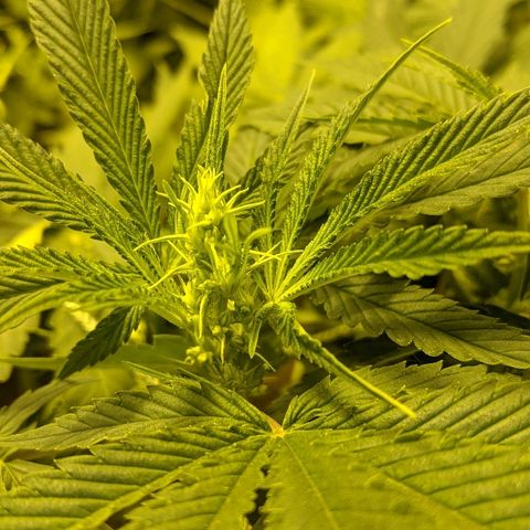 Dick growlog timeline photo
