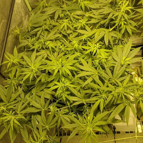 Dick growlog timeline photo