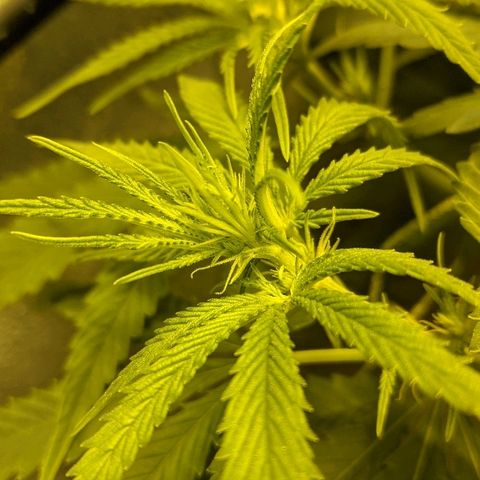 Dick growlog timeline photo