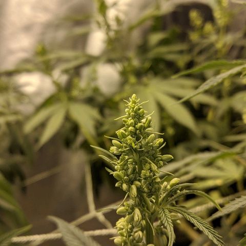 Dick growlog timeline photo