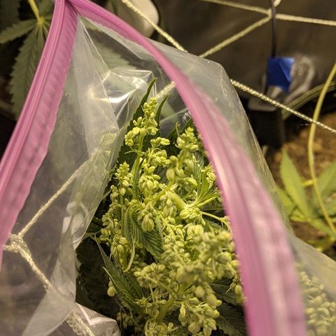 Dick growlog timeline photo