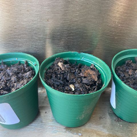 Tortoni growlog timeline photo